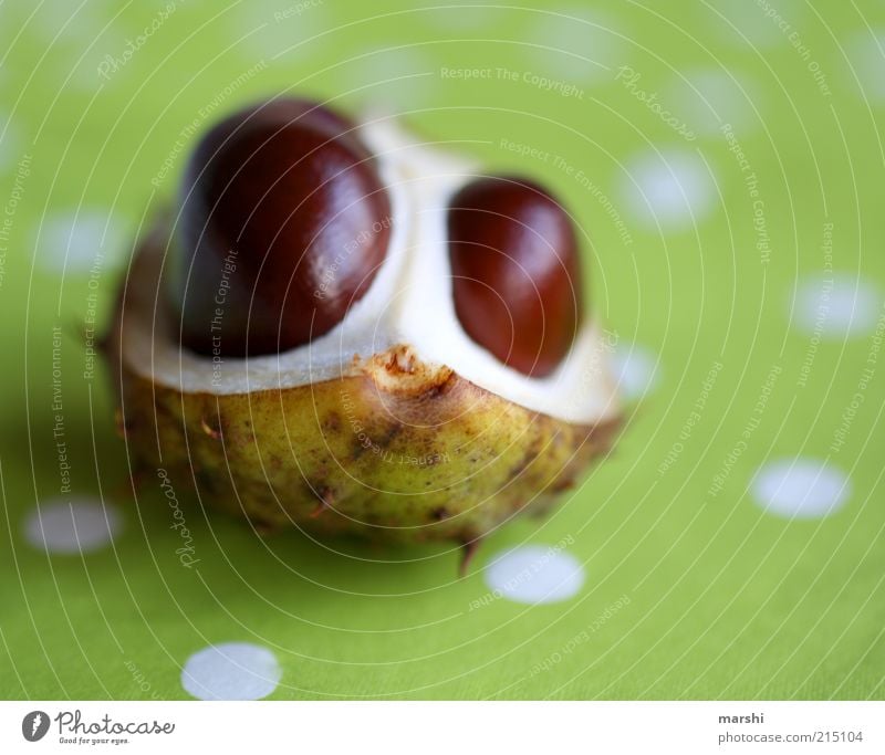 the chestnut monster Nature Plant Brown Green Chestnut Fruit Spotted Bright green Autumnal Decoration Blur Colour photo Deserted Tablecloth