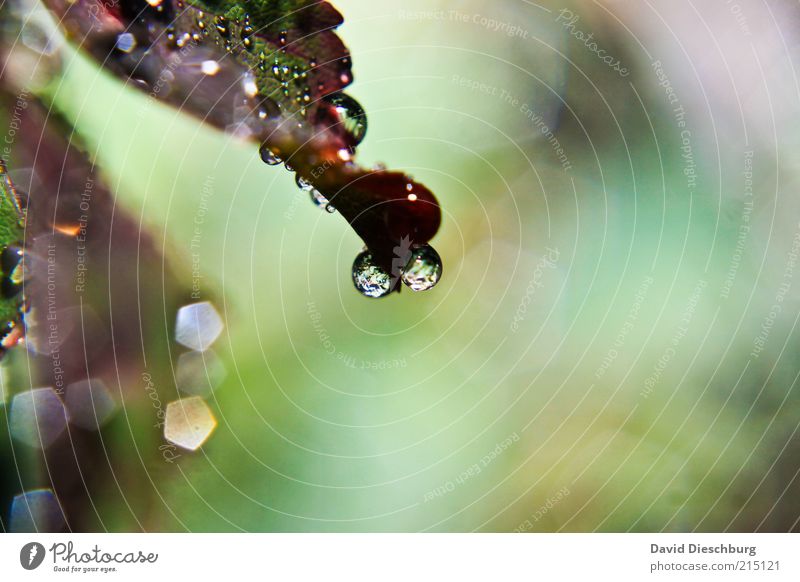 Eyes of the rain Life Harmonious Calm Nature Plant Water Drops of water Spring Summer Weather Rain Leaf Green Violet Wet Damp Seasons Colour photo Multicoloured