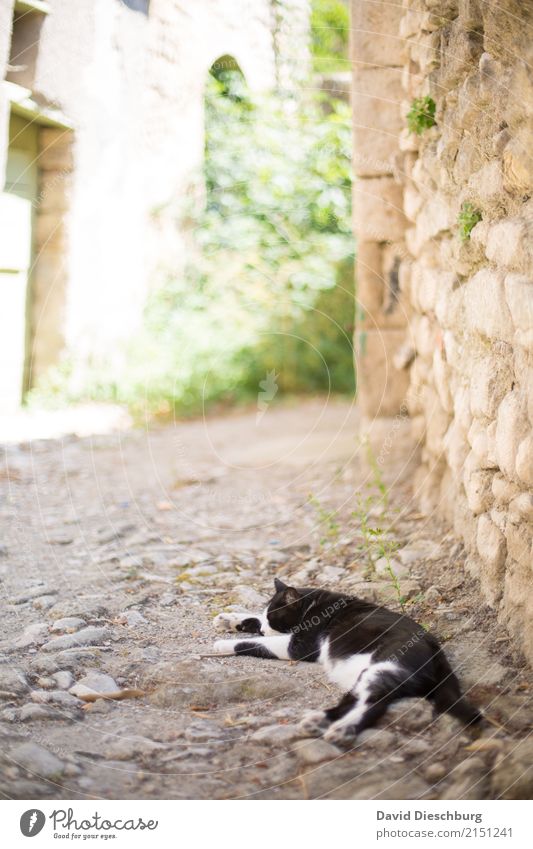 after-lunch nap Vacation & Travel Tourism Sightseeing City trip Spring Summer Beautiful weather Village Wall (barrier) Wall (building) Pet Cat 1 Animal Yellow