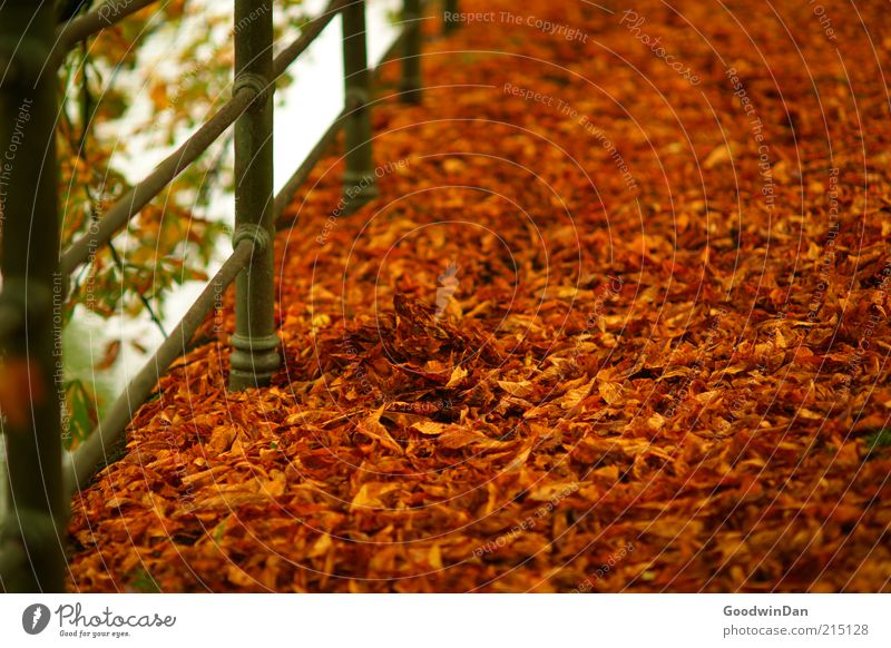 Autumn gold. SECOND Environment Nature Park Beautiful Many Warmth Brown Gold Red Moody Autumn leaves Autumnal Autumnal colours Early fall Leaf Handrail