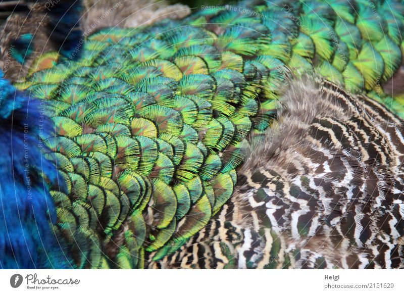inconspicuous detail feathering Animal Peacock Feather 1 Beautiful Uniqueness Natural Blue Brown Yellow Gray Green Turquoise Nature Plumed Colour photo