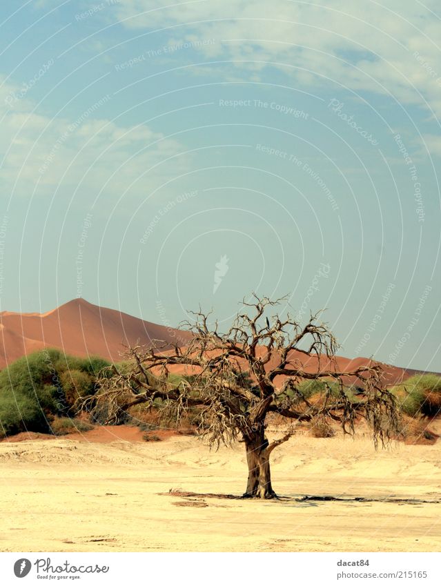 Death of the Tree Environment Nature Landscape Plant Elements Earth Sand Sky Summer Climate Weather Beautiful weather Bushes Desert Oasis Hot Emotions