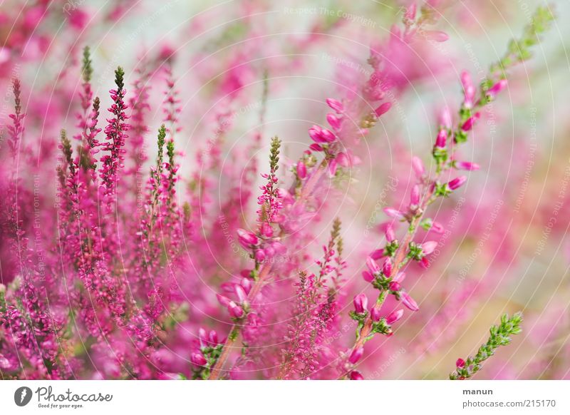 heather Nature Summer Plant Flower Bushes Leaf Blossom Mountain heather Heather family Garden Blossoming Fresh Beautiful Pink Herbaceous plants Colour photo