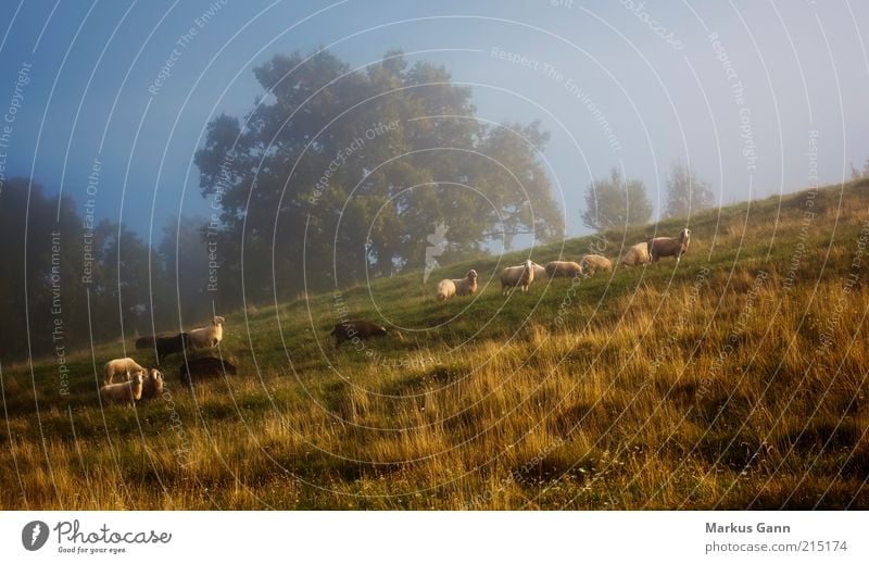 flock of sheep Vacation & Travel Nature Landscape Autumn Weather Tree Grass Meadow Animal Farm animal Group of animals Herd Blue Brown Green Serene Calm Sheep
