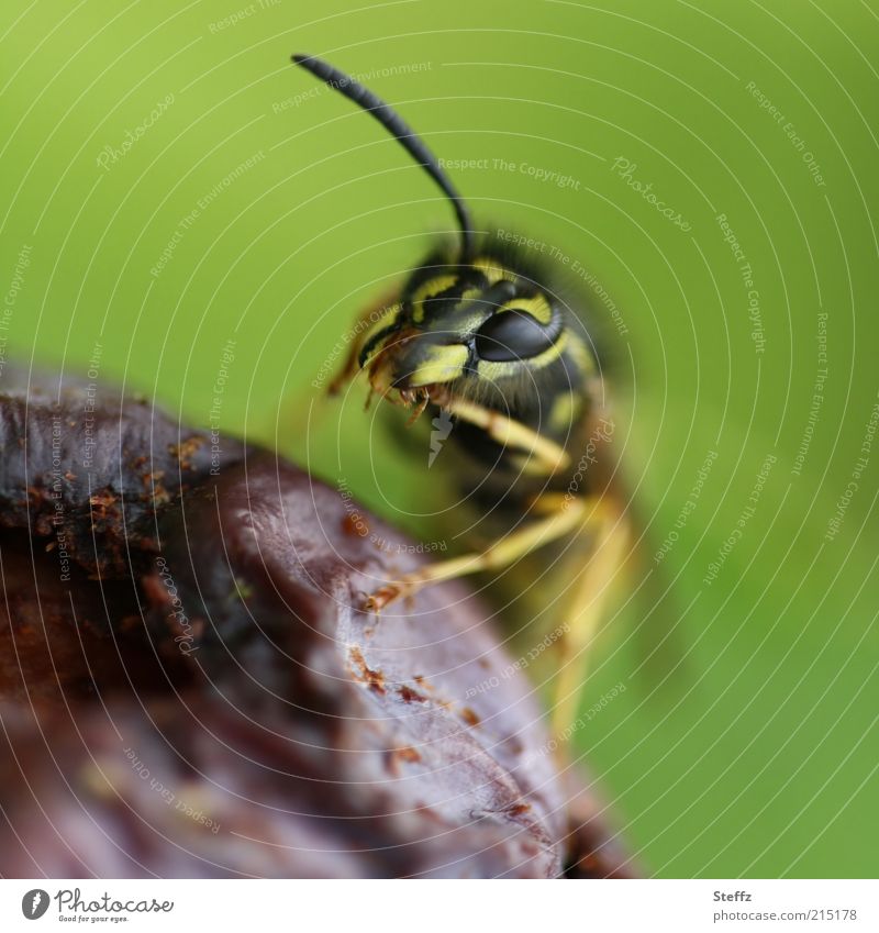 Wasp eats a tasty rotten plum wasp To feed Plum Wasps Compound eye wasp face Animal face Muzzle Delicious Fruit Near Green Violet Putrefy Fruity Bright green
