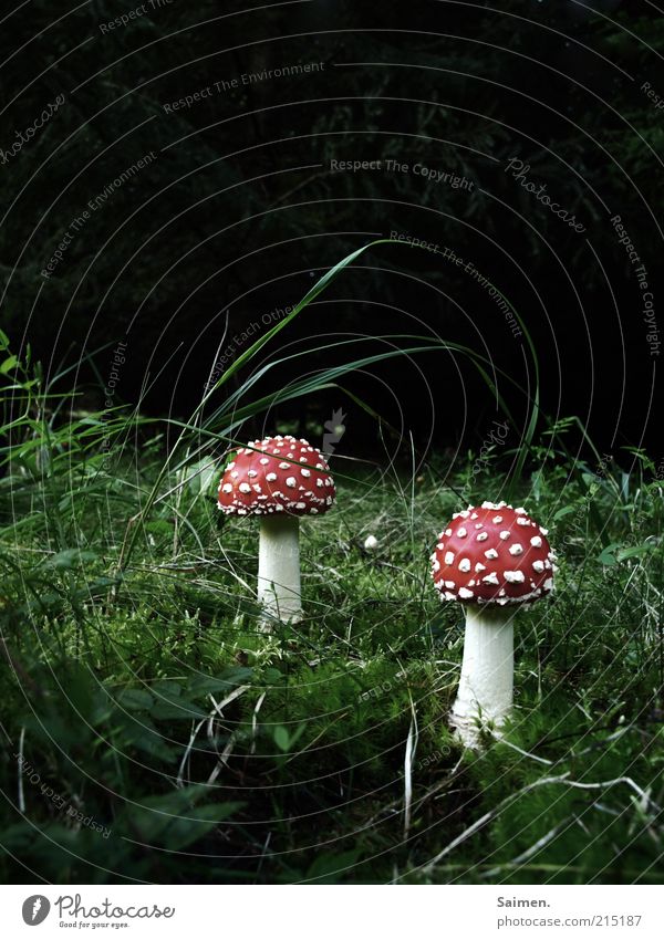 dwarf hideout Environment Nature Plant Meadow Dark Mushroom Complementary colour Amanita mushroom Glade Spotted Grass Edge of the forest Red Poison Colour photo