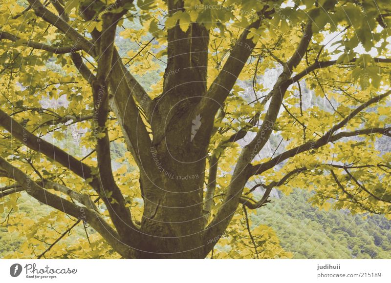 leaf canopy Environment Nature Landscape Autumn Plant Tree Leaf Blossoming Faded Yellow Green Tree trunk Colour photo Deserted Exterior shot Treetop Detail Day