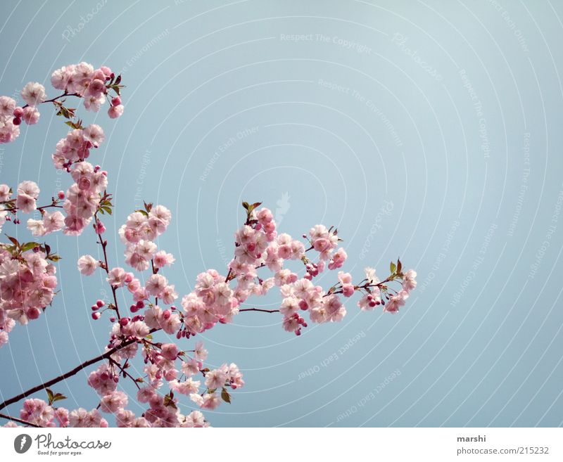 one AntiRainPhoto Nature Sky Spring Summer Plant Blossom Blue Pink Cherry blossom Summery Beautiful weather Delicate Colour photo Exterior shot Copy Space right