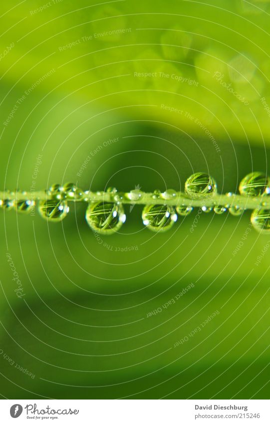 Family Tears Life Harmonious Nature Plant Water Drops of water Spring Summer Weather Rain Grass Foliage plant Green Wet Reflection Damp Sphere Colour photo