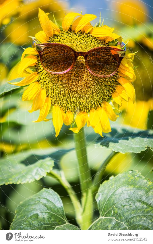 Mrs Sunflower Vacation & Travel Summer vacation Nature Spring Beautiful weather Warmth Plant Flower Meadow Field Yellow Green Cool (slang) Idyll Climate