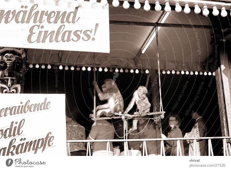 charade Fairs & Carnivals Event Monkeys Entrance Crocodile Visitor Audience Shows Leisure and hobbies Joy Stage play