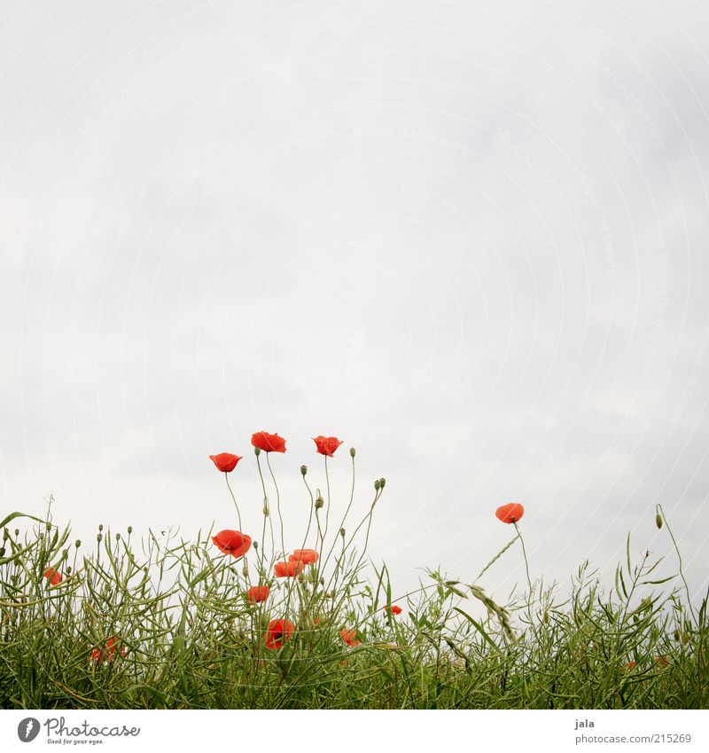 partly cloudy Nature Landscape Plant Sky Summer Flower Grass Poppy Meadow Blue Green Red Colour photo Exterior shot Deserted Copy Space top Day Poppy blossom