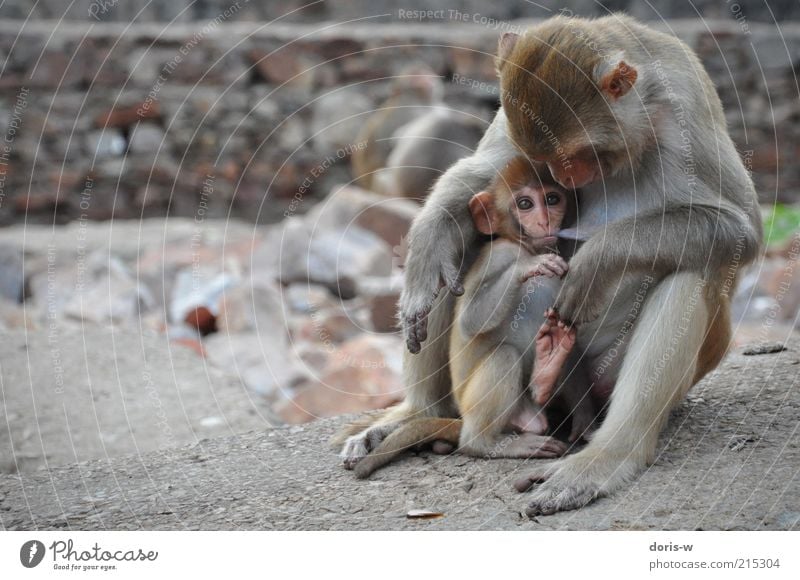 mummy's boy Animal Wild animal Zoo Animal family Monkeys Eyes Suck Nipple Together Sit Relationship Fear Protect India Exotic Ear Brown Pelt Drinking