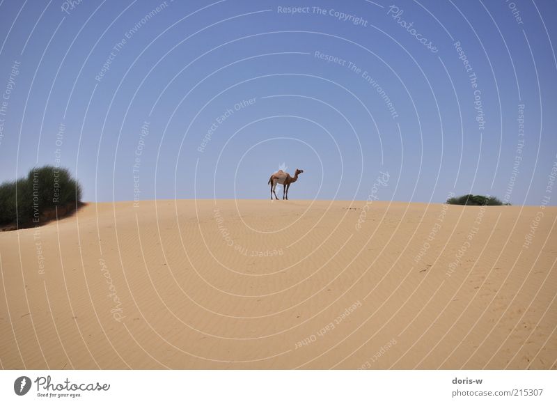 thar desert Sand Sky Cloudless sky Drought Bushes Desert Oasis Animal Farm animal Wild animal 1 Esthetic Camel Camel hump Dromedary Thar desert Loneliness