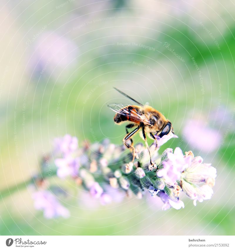 put your head in the blossom... Nature Plant Animal Summer Beautiful weather Flower Leaf Blossom Lavender Garden Park Meadow Wild animal Bee Animal face Wing 1