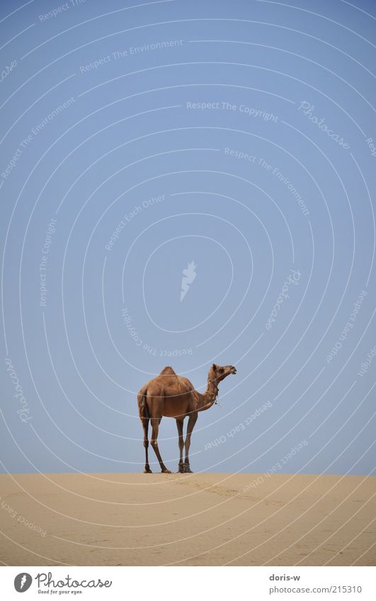 camel safari Sky Cloudless sky Warmth Drought Desert Animal Farm animal Wild animal 1 Dromedary Camel Thar desert India Dry Sand Exotic Camel hump Freedom