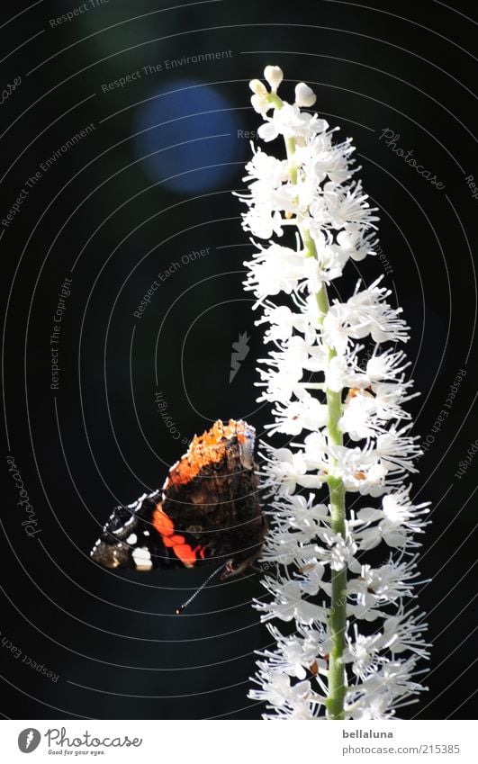 Yes, Mr. Admiral! Nature Plant Animal Sunlight Summer Weather Beautiful weather Wild plant Wild animal Butterfly Wing 1 Sit Insect Red admiral Colour photo