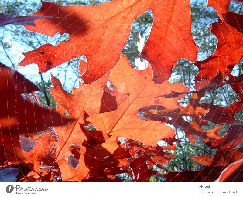 autumn Leaf Autumn leaves Red Indian Summer