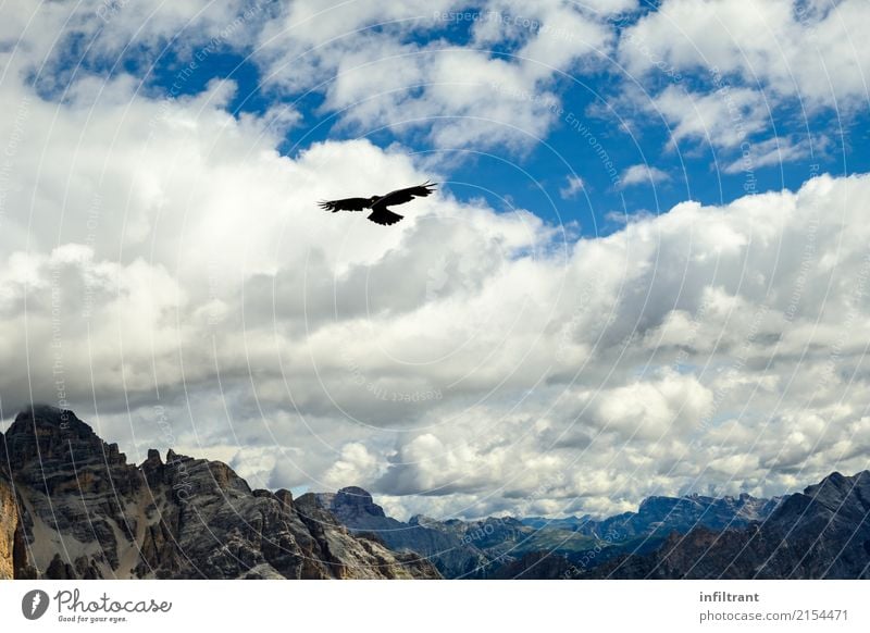 Dolomites - the bird takes its course Far-off places Freedom Mountain Nature Sky Clouds Rock Alps Peak Animal Wild animal Bird 1 Flying Natural Contentment