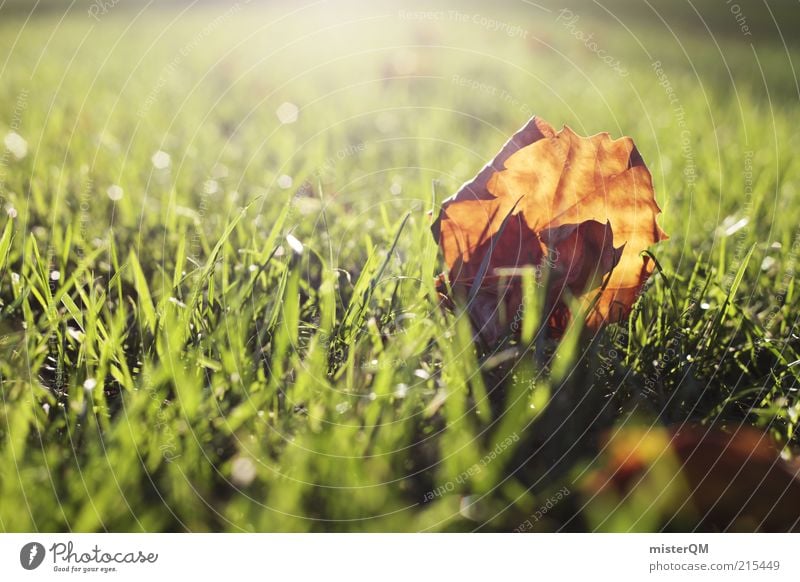 Autumn light. Environment Nature Esthetic Autumn leaves Autumnal Autumnal colours Early fall Leaf Lawn Grass Seasons November Brown Calm Flare Shaft of light