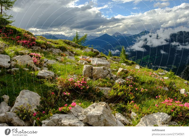 in the Dolomites Vacation & Travel Summer Mountain Hiking Nature Landscape Clouds Grass Bushes Blossom Meadow Rock Alps Italy Natural Blue Green Pink Beautiful