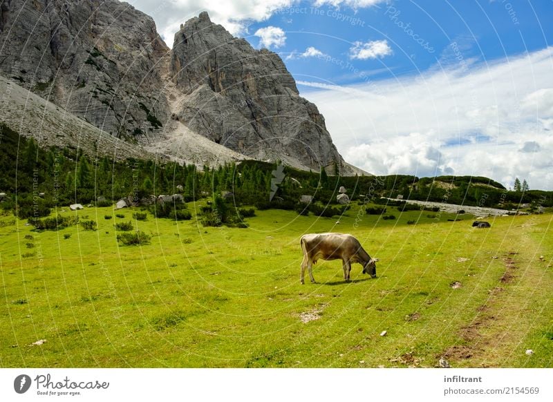Dolomites - Alta Via 1 Vacation & Travel Summer Mountain Hiking Nature Landscape Meadow Rock Alps Animal Cow To feed Esthetic Free Natural Wild Blue Gray Green