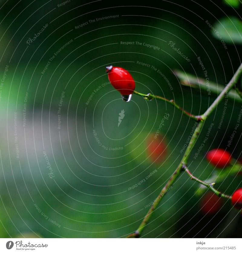 silent drop Life Calm Autumn Nature Environment Plant Drops of water Weather Bad weather Rain Wild plant Breathe Fragrance Relaxation Fresh Wet Green Red Growth
