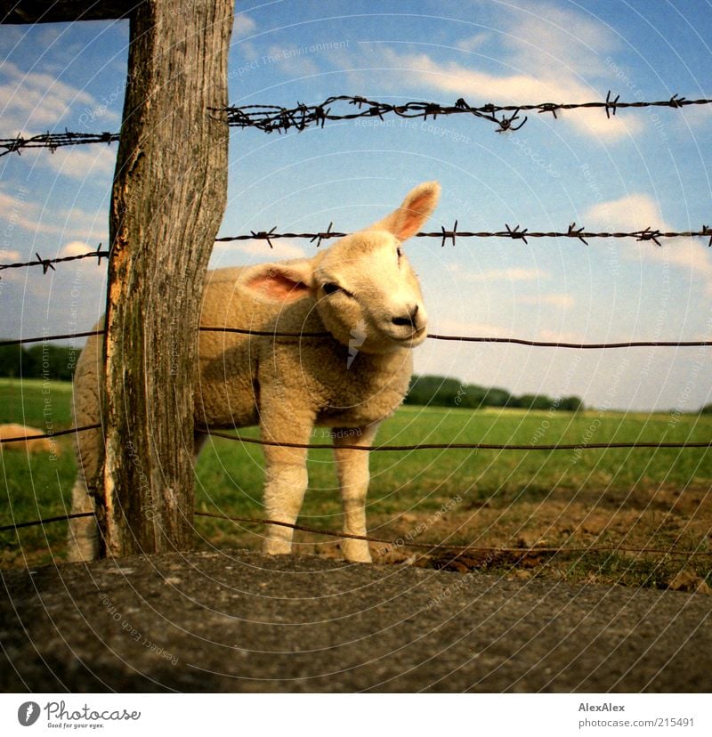fucking again! Landscape Sky Clouds Beautiful weather Grass Meadow Field Deserted Farm animal Sheep Lamb 2 Animal Baby animal Fence Fence post Wire fence