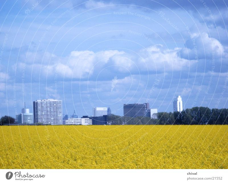 rapsfeld Canola Clouds Yellow Eschborn Frankfurt Blue Sky