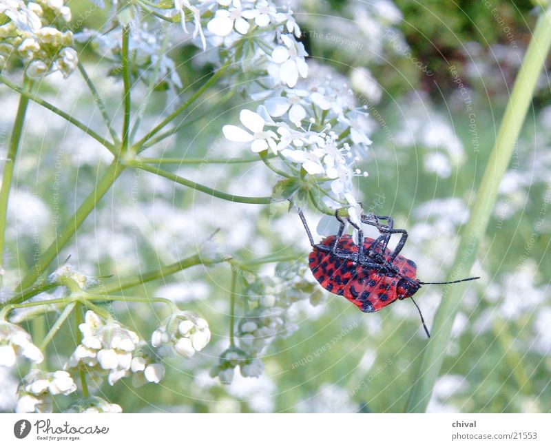 acrobat Meadow Cow parsley Red Beetle buzz black spotted