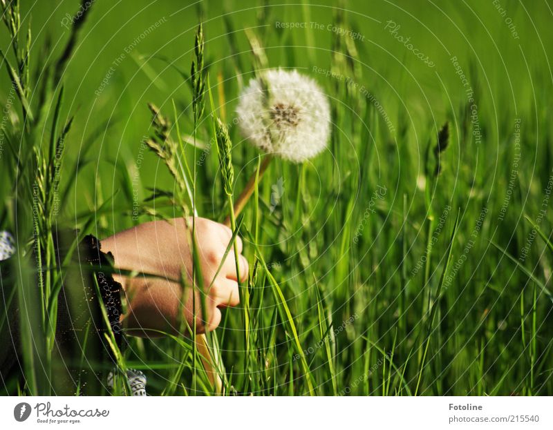 Oh, a dandelion! Human being Child Infancy Hand Environment Nature Summer Plant Flower Grass Meadow Bright Natural Green White Pick Dandelion Colour photo