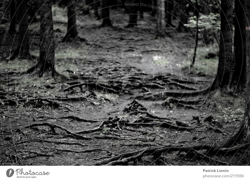 root forest Environment Nature Landscape Plant Earth Autumn Tree Forest Dark Root Lanes & trails Eerie Moody Wet Smoothness Black & white photo Exterior shot