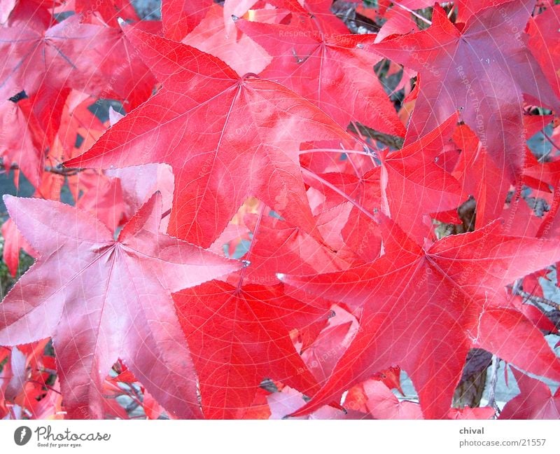 autumn leaves Autumn Leaf Colouring Red Indian Summer