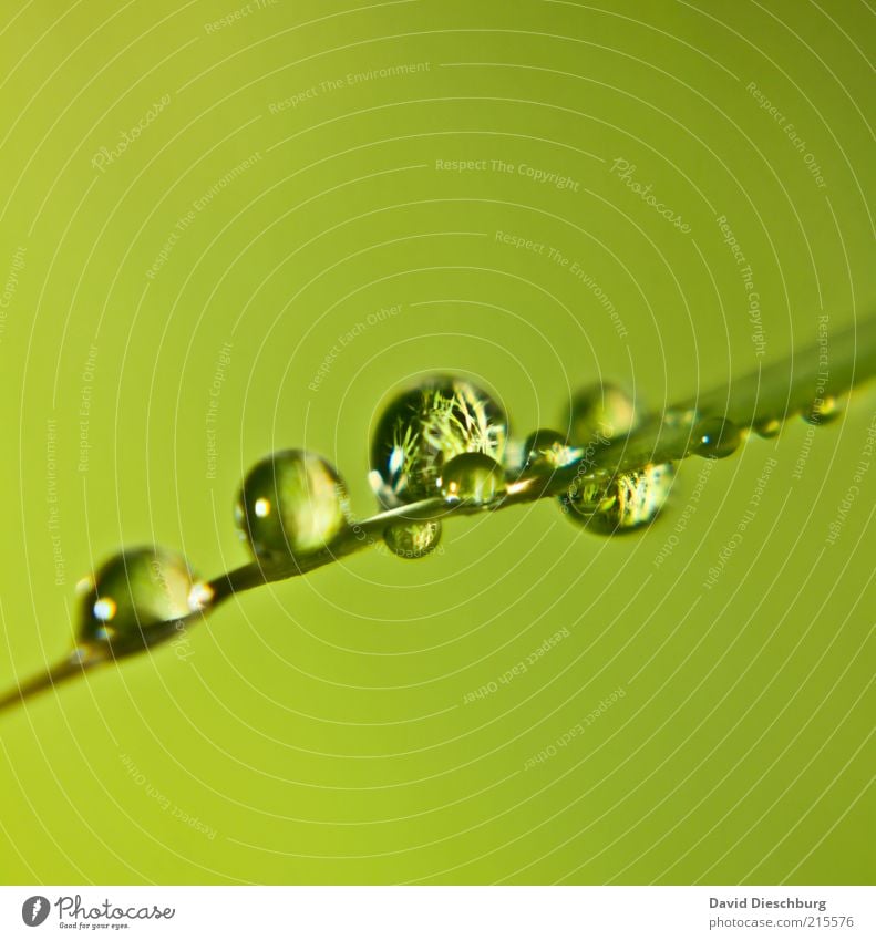 Mirror image of a meadow Life Harmonious Calm Nature Plant Water Drops of water Spring Summer Grass Foliage plant Green Wet Dew Round Blade of grass