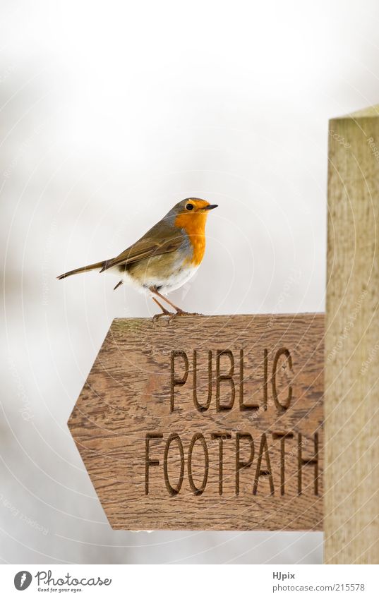 Robin (Erithacus rubecula) Bird 1 Animal Wood Sign Road sign Nature Colour photo Exterior shot Deserted Day