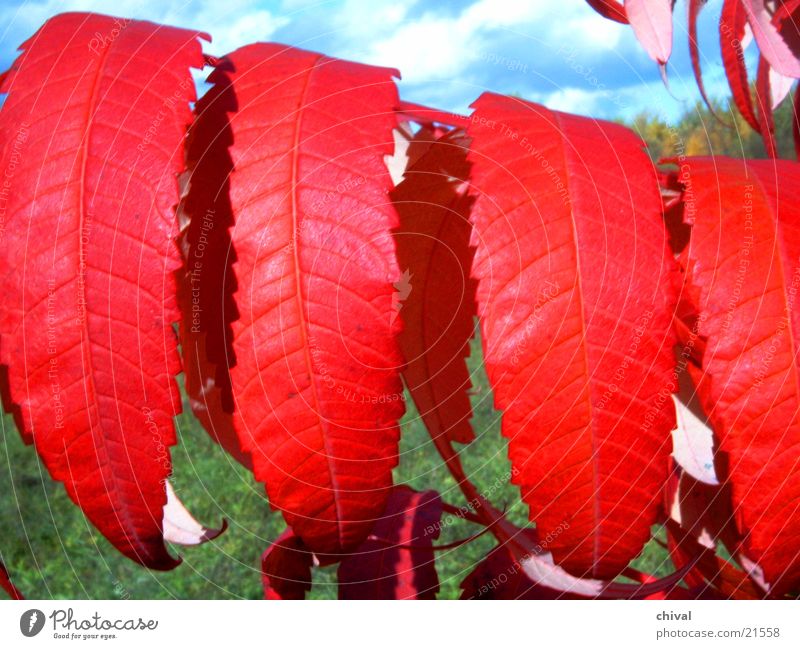 Red autumn leaves Autumn Leaf Staghorn sumac Close-up