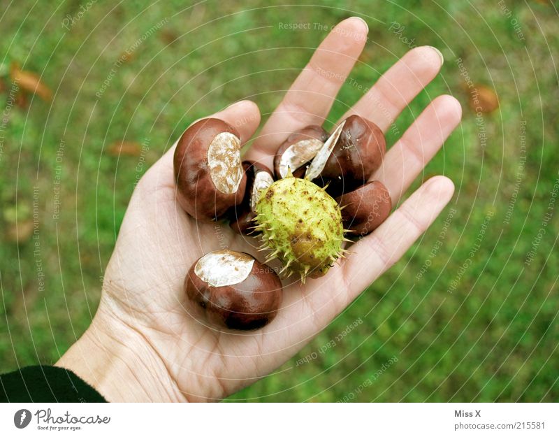 Autumn in your hand Leisure and hobbies Handicraft Nature Plant Tree Round Thorny Brown Collection Chestnut Bowl Craft materials Autumnal Search Colour photo
