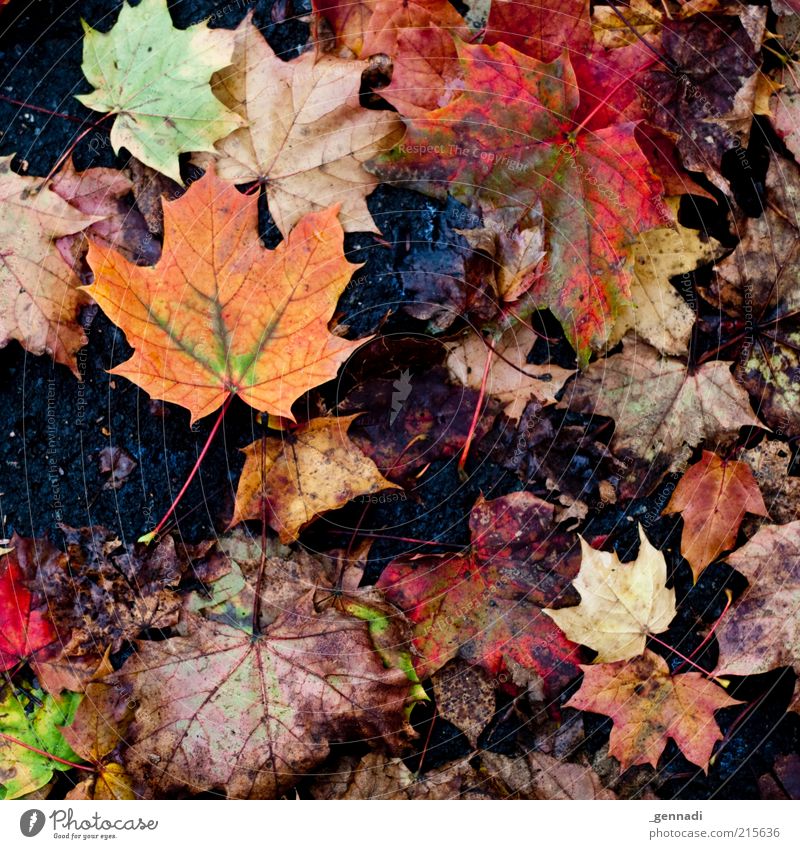 Dirty Autumn Nature Bad weather Leaf Autumnal colours Ground Hideous Natural Truth Honest Authentic Maple leaf Old Transience Colour photo Multicoloured