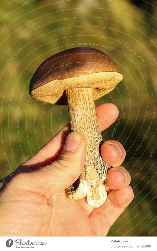 #S# Mushroom two Leisure and hobbies Enthusiasm Food Mushroom picker Human being Hand Environment Nature Discover Brown Contentment Trust Forest Pride