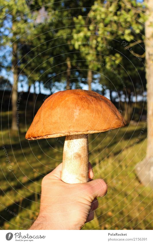 #S# Mushroom big one Leisure and hobbies Joie de vivre (Vitality) Food Mushroom picker Forest Human being Hand Nature Brown Contentment Protection Safety Warmth