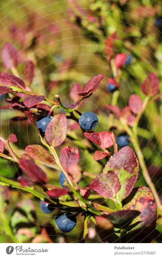 #S# Blue Bear Shrub Leisure and hobbies Eating Fruit Nutrition Organic produce Forest Sweden Vegetarian diet Diet Summer Nature Fresh Juicy Bushes Healthy