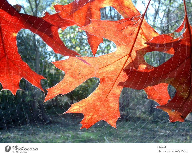 autumn foliage Red Back-light Leaf Colour Sun