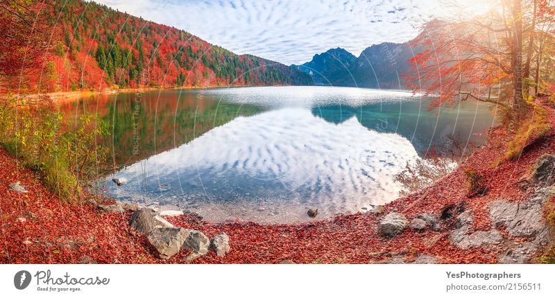 Alpsee lake in autumn colors Joy Vacation & Travel Sightseeing Sun Mountain Nature Landscape Sky Clouds Horizon Autumn Beautiful weather Leaf Forest Lakeside