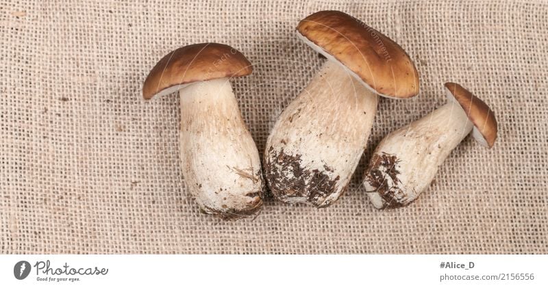 Fresh porcini mushrooms Food Vegetable Mushroom Boletus Nutrition Organic produce Lifestyle Style Healthy Eating Summer Autumn Plant Agricultural crop Forest