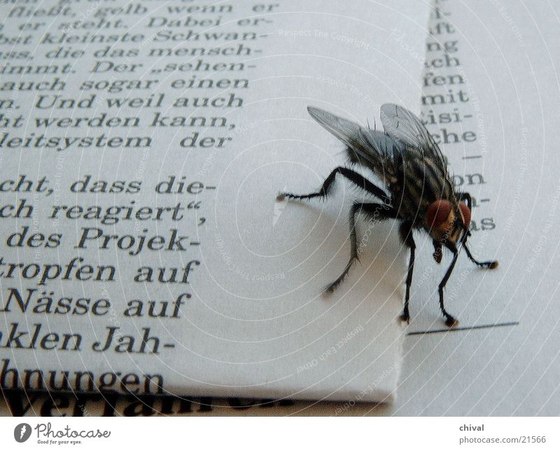 hairy Newspaper Fly Close-up