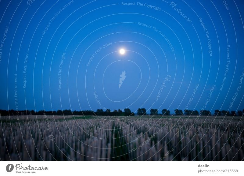 field at night Landscape Field Blue Moon Moonlight Wheat Wheatfield Sky Night sky Dusk Blue sky Colour photo Exterior shot Twilight Deserted Full  moon Calm