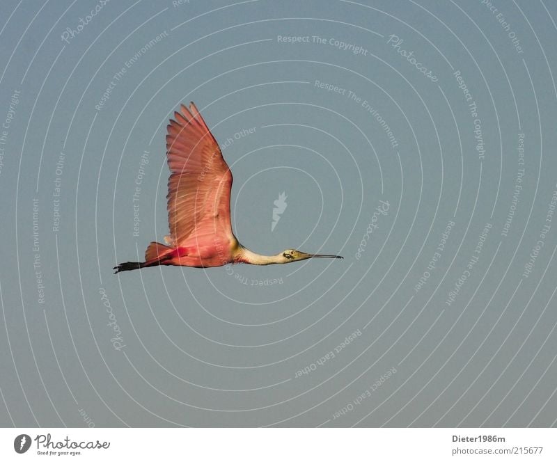 spoonbill Environment Nature Animal Wild animal Bird Wing 1 Movement Flying Esthetic Exceptional Elegant Exotic Far-off places Free Good Tall Natural Beautiful