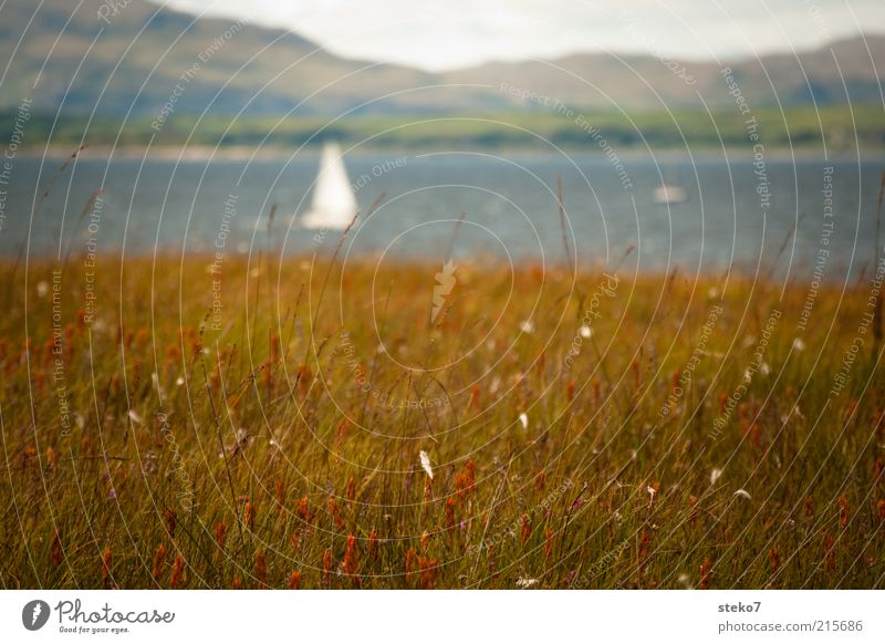 Scottish Coast Landscape Grass Meadow Hill Bay Sailboat Brown White Vacation & Travel Scotland Longing Subdued colour Exterior shot Deserted Copy Space bottom