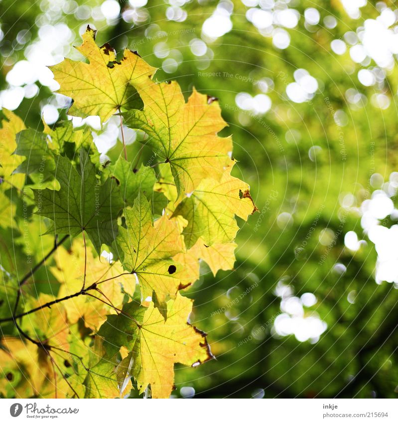 maple Environment Nature Landscape Plant Air Sky Summer Autumn Tree Leaf Leaf canopy Forest Point of light To dry up Growth Fragrance Fresh Beautiful Yellow