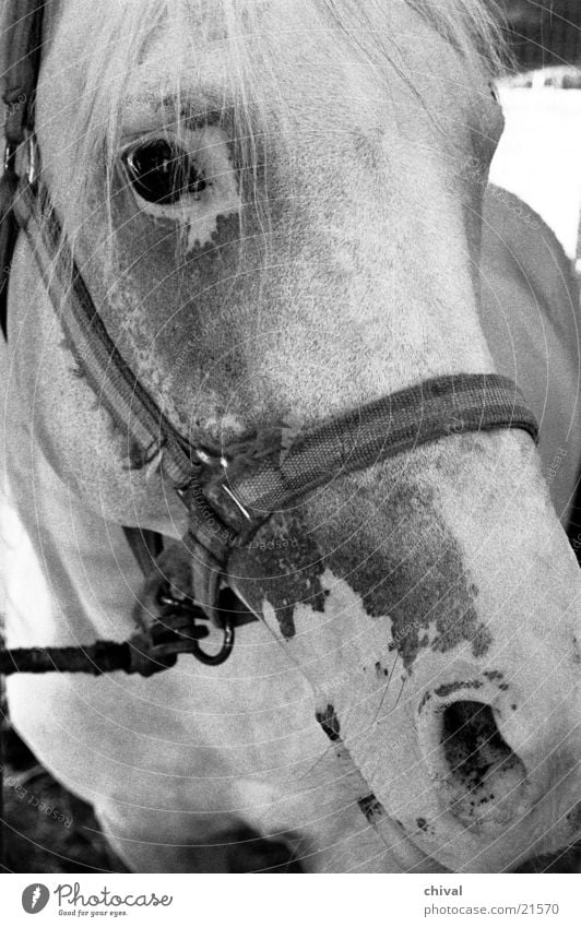 horse's head Horse Circus Crockery Bridle Nostrils Mold